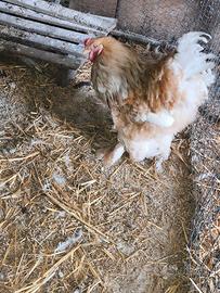 Brahma