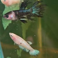 Betta