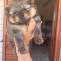 Cani spitz