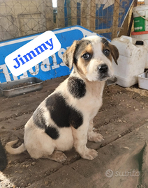 Cuccioli futura taglia media