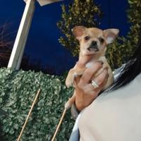 Mini cuccioli Chihuahua toy