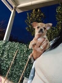 Mini cuccioli Chihuahua toy