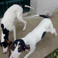 Cuccioloni Ariégeois