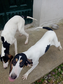 Cuccioloni Ariégeois