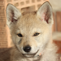 Cane lupo cecoslovacco