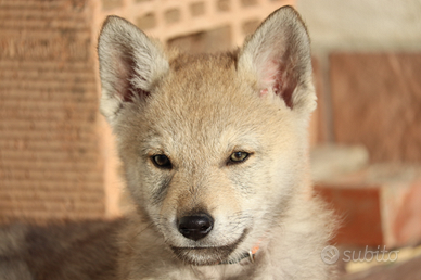 Cane lupo cecoslovacco