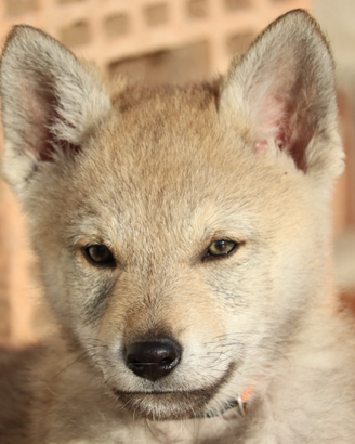 Cane lupo cecoslovacco