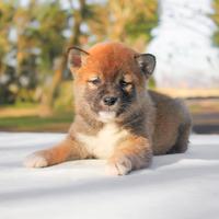 Cucciolina femmina di Shiba Inu rossa