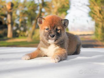 Cucciolina femmina di Shiba Inu rossa