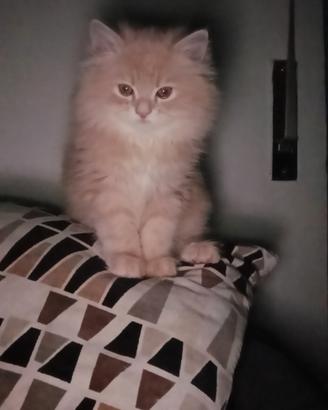 Vendita gatti