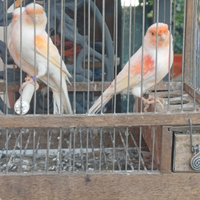 Canarini mosaici rossi