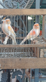 Canarini mosaici rossi