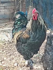 Gallo brahma