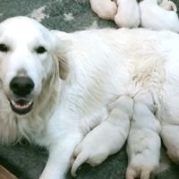 Cuccioli cucciolo di golden retriever Enci/Fci