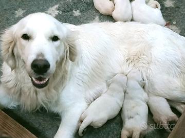 Cuccioli cucciolo di golden retriever Enci/Fci