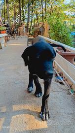 Animali cani cuccioli