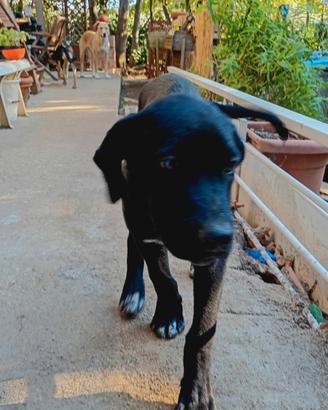 Animali cani cuccioli