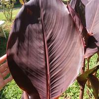 rizome di Canna Wyoming 