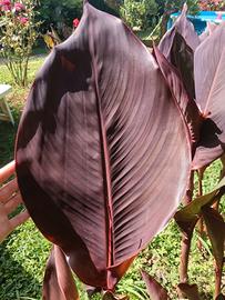 rizome di Canna Wyoming 