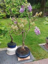 Bonsai Glicine colore ciclamino