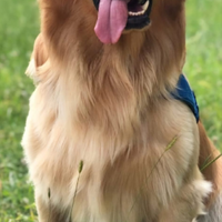 Golden retriever maschio per accoppiamento