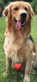 Golden retriever maschio per accoppiamento