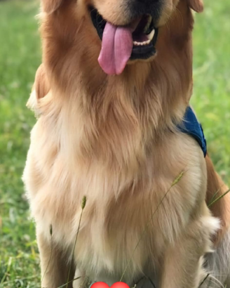 Golden retriever maschio per accoppiamento