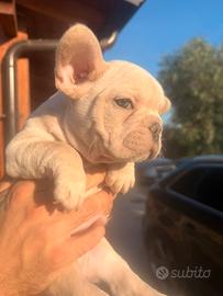 Bulldog francese
