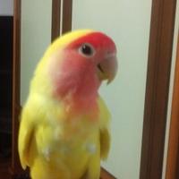 Pulli di inseparabili roseicollis