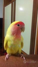 Pulli di inseparabili roseicollis