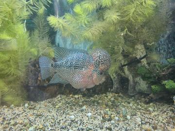 Flowerhorn zz