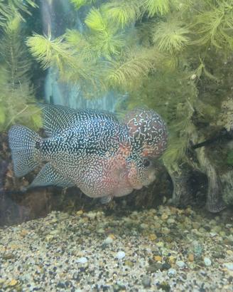 Flowerhorn zz