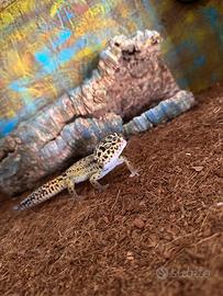 Geco leopardino