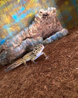 Geco leopardino