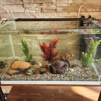 aquario 60x35xh43 60l 