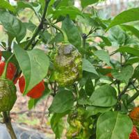 Peperoncini super piccanti