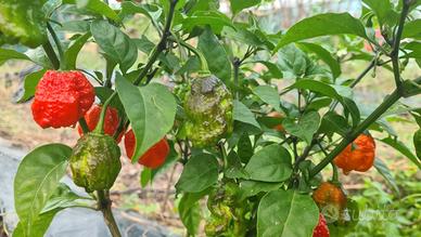 Peperoncini super piccanti