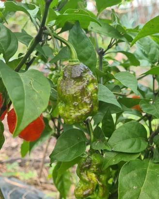 Peperoncini super piccanti