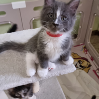 Gattini Maine Coon con Pedigree