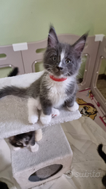 Gattini Maine Coon con Pedigree