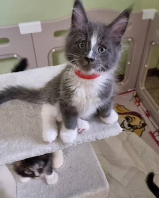 Gattini Maine Coon con Pedigree