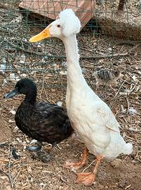 Coppia anatre