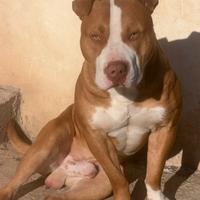 American pit bull terrier