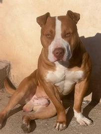 American pit bull terrier