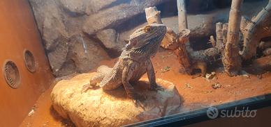 Pogona / drago barbuto