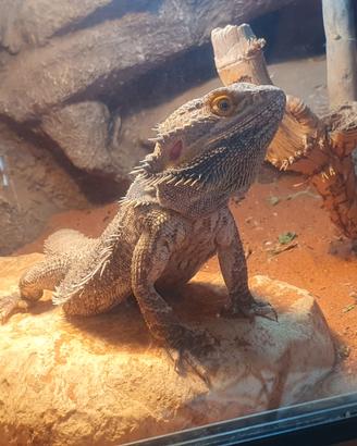 Pogona / drago barbuto