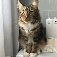 Maine Coon per Accoppiamento