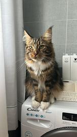 Maine Coon per Accoppiamento