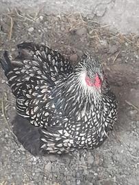 X riduzione pollaio varie coppie di galline