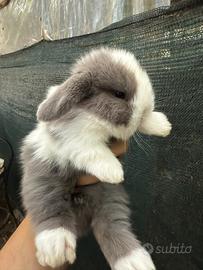 Coniglio nano